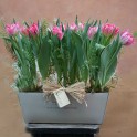 Jardín de tulipanes en jardinera de barro